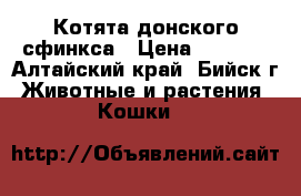 Котята донского сфинкса › Цена ­ 3 000 - Алтайский край, Бийск г. Животные и растения » Кошки   